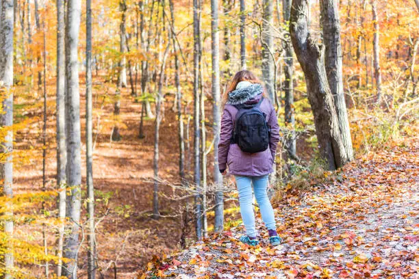 Hiking trail in Harper's Ferry with hiker, young woman bacl in cold coat standing in colorful orange yellow foliage fall autumn forest with many fallen leaves on path in West Virginia