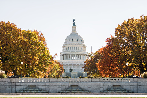 View of United States Congress Capitol building framed by alley of golden orange yellow foliage autumn fall trees on street road during sunny day in Washington DC