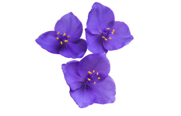 istock spiderwort flower isolated 971568414