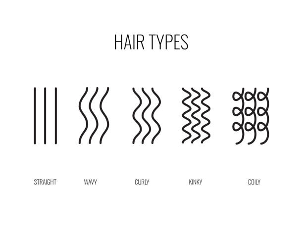 illustrazioni stock, clip art, cartoni animati e icone di tendenza di illustrazione vettoriale di un grafico tipi di capelli che mostra tutti i tipi ed etichettato. - loose hair