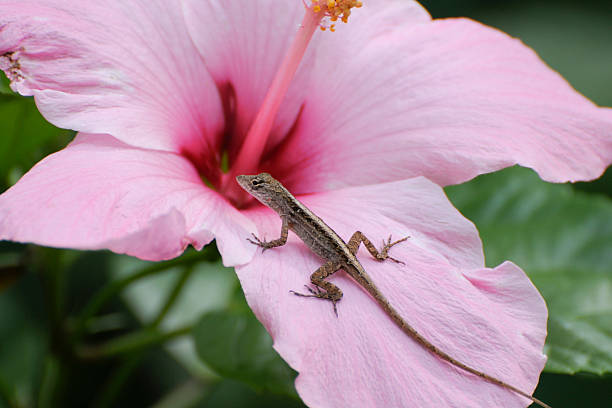 The photo showcases a close-up of a lizard perched on a pink surface, possibly a flower petal or a piece of plastic. The lizard has a scaly, textured body, predominantly in shades of brown and gray, with some subtle greenish hues. Its head is angled slightly forward, with an alert expression, and its tail stretches back behind it. The background is blurred, creating a bokeh effect with soft green and earthy tones, which contrasts nicely with the vivid pink object the lizard is sitting on. The image is sharp, highlighting the details in the lizard’s skin and the surrounding environment.