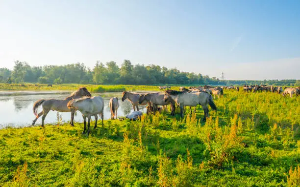 Feral horses in a field along a lake in the light of sunrise in spring