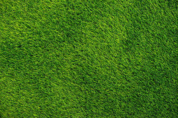 vista superior de la hierba verde de fondo. - on top of grass scenics field fotografías e imágenes de stock
