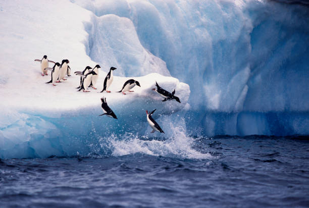 Adelie Penguins Jumping from Iceberg A group of Adelie Penguins jumps off a blue iceberg into the water off Paulette Island in Antarctica. wildlife stock pictures, royalty-free photos & images