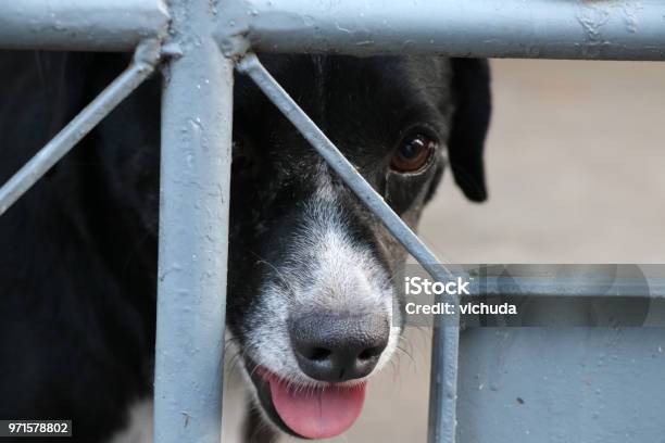 Los Ojos Y La Nariz De La Tristeza De Perro Color Negro En La Cerca Metálica Los Ojos Y La Nariz De La Tristeza De Perro Color Negro En La Cerca Metálica