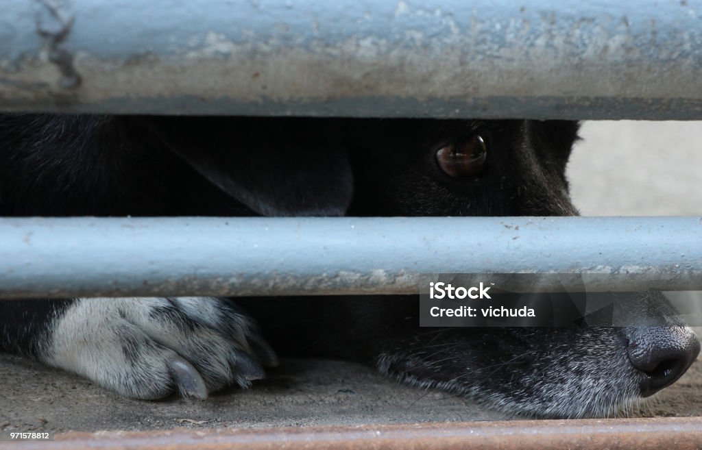 La Mirada De Tristeza De Color Negro De Perro De Soledad En La Valla De Metal Puede Ser Quiero La Libertad O Esperando Que Alguien Venga A Casa Foto de stock y La Mirada De Tristeza De Color Negro De Perro De Soledad En La Valla De Metal Puede Ser Quiero La Libertad O Esperando Que Alguien Venga A Casa Foto de stock y
