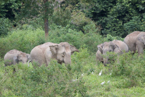 istock Asiatic Elephant is big five animal in 971579112