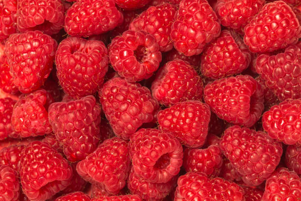 istock Fresh raspberry background. Macro food photography. 971579328