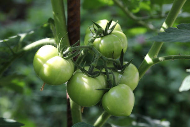 pomodori
pomodori verdi - gigifoto foto e immagini stock