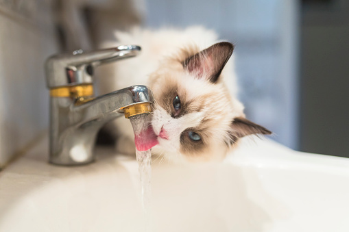 A ragdoll kitten drinking running water from the faucet in the bathroom. The cute tongue is visible.