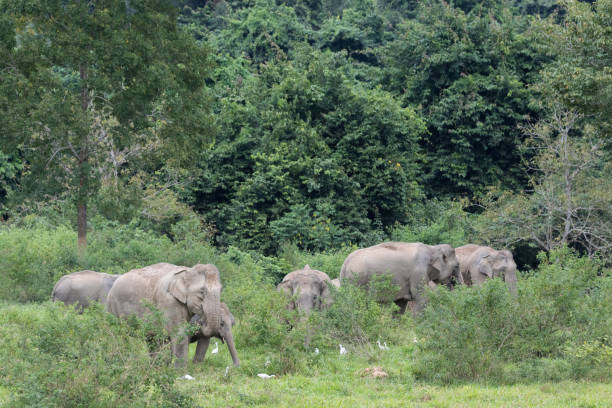 istock Asiatic Elephant is big five animal in 971590016