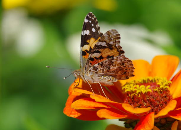 istock Butterfly Painted Lady on the flower 971593390