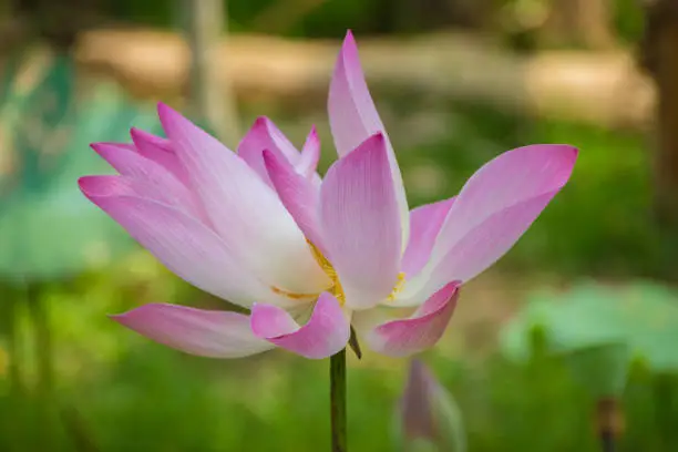 pink lotus flower with green background
