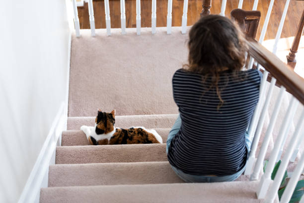 kattun weiß und ingwer katze auf teppich treppe im indoor home flur durch junge frau besitzer zurück nach unten liegend - couple loving lying on back carpet stock-fotos und bilder