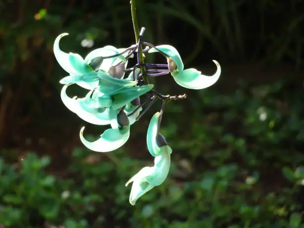 Making use of the sunlight to show the different layers of colour in the jade vine