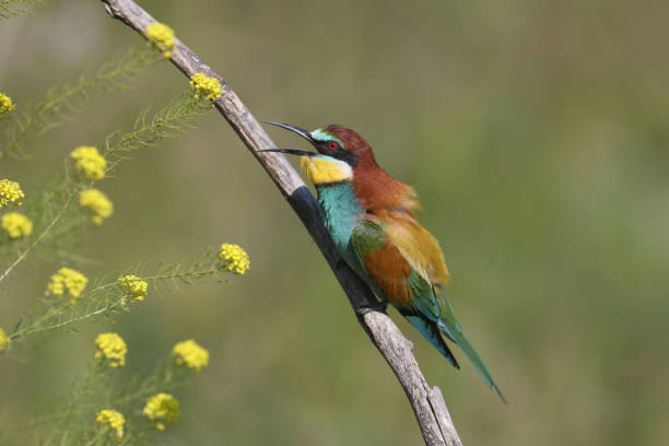 istock Birds and flowers 971594232