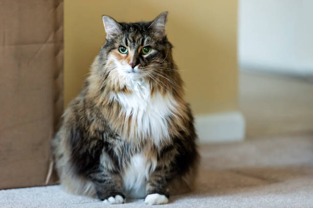 Overweight pregnant Maine coon cat with belly sitting looking on carpet by cardboard box during moving relocation Overweight pregnant Maine coon cat with belly sitting looking on carpet by cardboard box during moving relocation chubby cat stock pictures, royalty-free photos & images