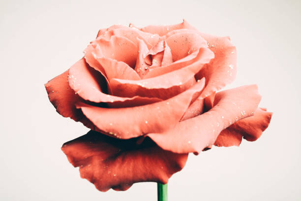 One beautiful rose flower on a neutral background, side view.