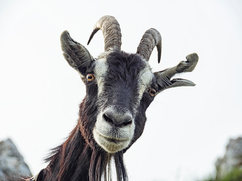 close - up of a goat in the alps