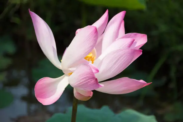 pink lotus flower with green background