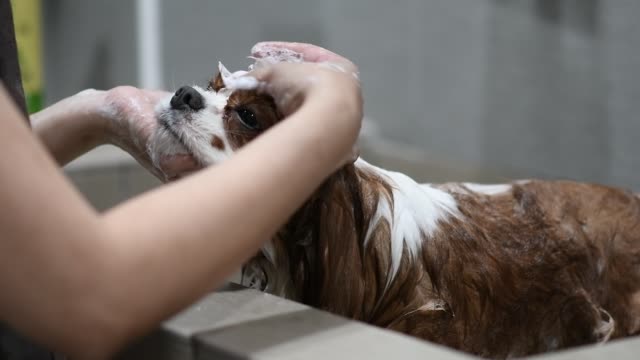 A chinese female dog groomer grooming a Cavalier King Charles Spaniel dog
