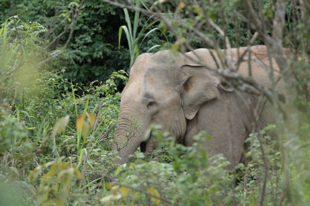 istock Asiatic Elephant is big five animal in asia 971601128