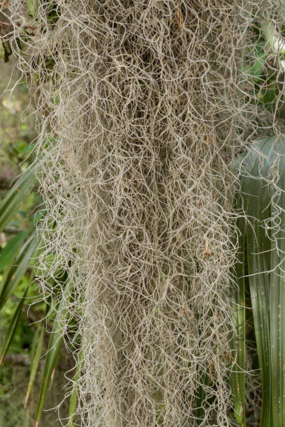 istock Close Up of Spanish Moss Hanging 971603418