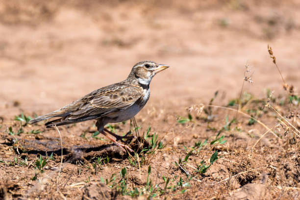 istock Calandra lark or Melanocorypha calandra on ground 971604472