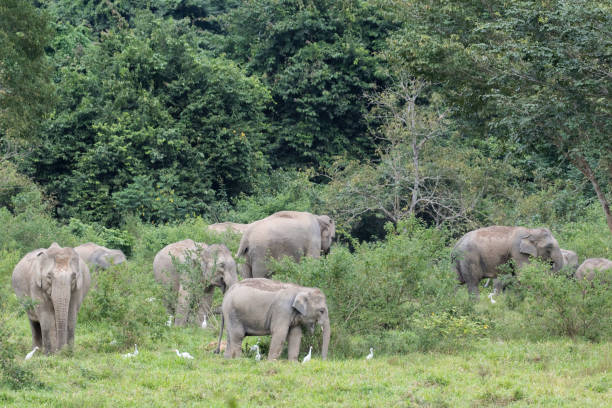 istock Asiatic Elephant is big five animal in 971607114