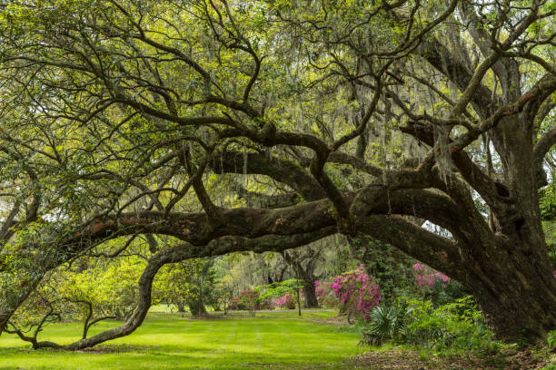 Live Oak Tunnel In Spring Live Oak Tunnel In Spring with blooming azalea gardens live oak stock pictures, royalty-free photos & images