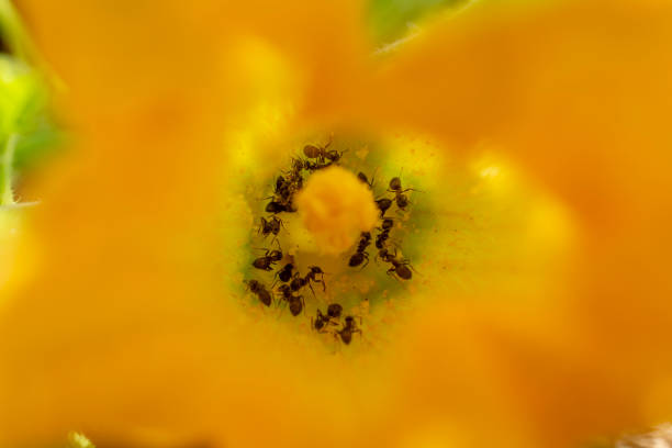 cercle des fourmis en fleur de courgette - zucchini blossom squash single flower photos et images de collection