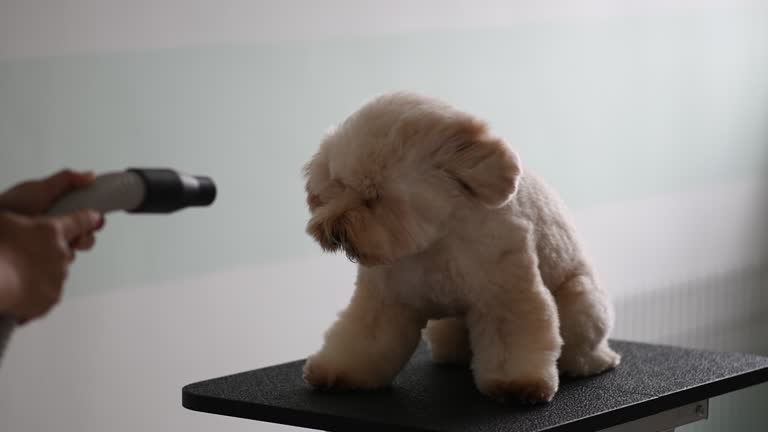 Asiatische chinesische weibliche Hundefriseur mit Schürze Pflege einen braune Farbe Spielzeug Pudelhund