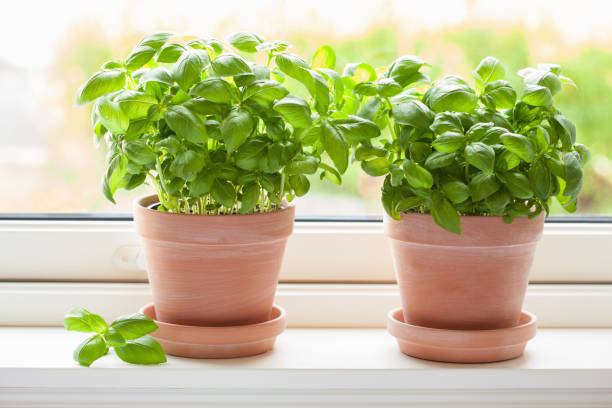 istock fresh basil herb in terracotta flowerpot 971614260