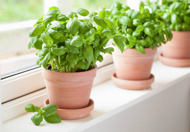 istock fresh basil herb in terracotta flowerpot 971614398