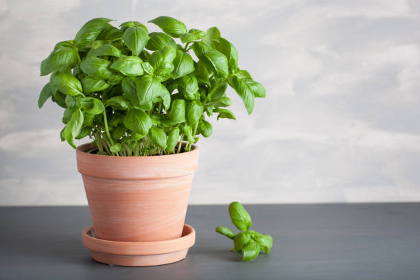 istock fresh basil herb in terracotta flowerpot 971614638