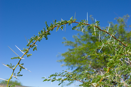 Long thorns of a Vachellia nilotica or white thorn acacia plant branch