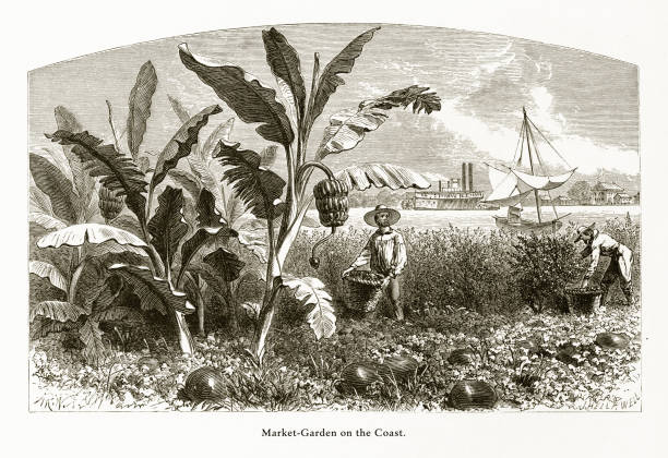 Market Garden on the Mississippi River, Louisiana, United States, American Victorian Engraving, 1872 Very Rare, Beautifully Illustrated Antique Engraving of Market Garden on the Mississippi River, Louisiana, United States, American Victorian Engraving, 1872. Source: Original edition from my own archives. Copyright has expired on this artwork. Digitally restored. slave market stock illustrations