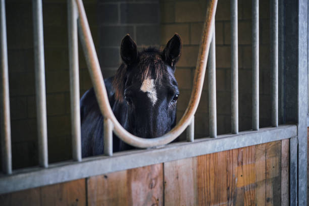 pony in stall - horse stall stable horse barn imagens e fotografias de stock