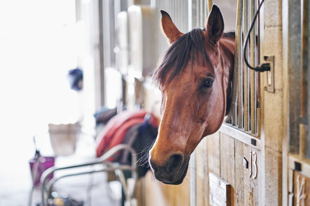 istock Horse in Barn Stable 971620488