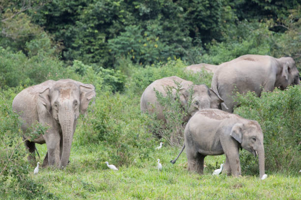 istock Asiatic Elephant is big five animal in 971620492