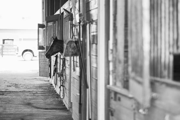 istock Horse in Barn Stable 971620518