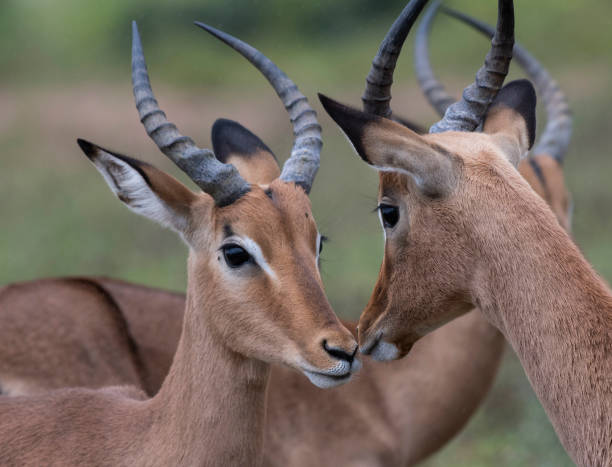 istock Male and female Impala, (Aepyceros melampus), looking at each othe 971620534