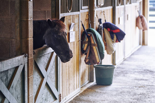 istock Horse in Barn Stable 971620576