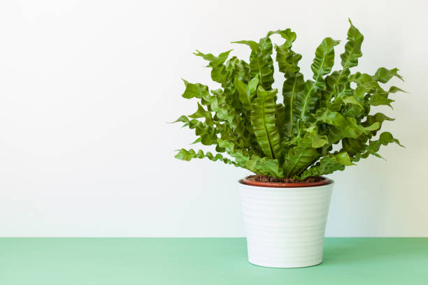 istock houseplant Asplenium nidus in white flowerpot 971623938