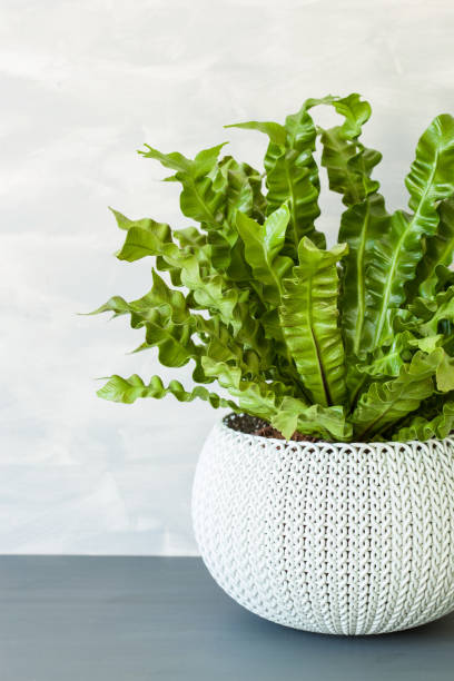 istock houseplant Asplenium nidus in white flowerpot 971624046