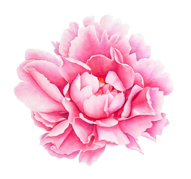 Watercolor pink peony flower Watercolor realistic drawing of pink peony flower isolated on white background. peony stock illustrations