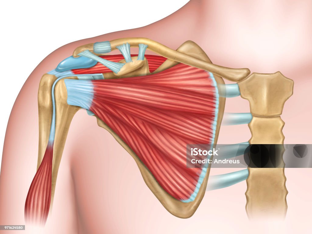 Shoulder bones and muscles Anterior view of the shoulder anatomy. Digital illustration. Shoulder stock illustration
