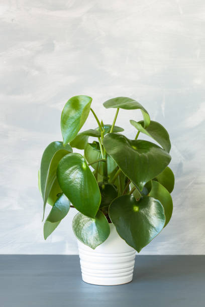 istock houseplant peperomia in white flowerpot 971626898