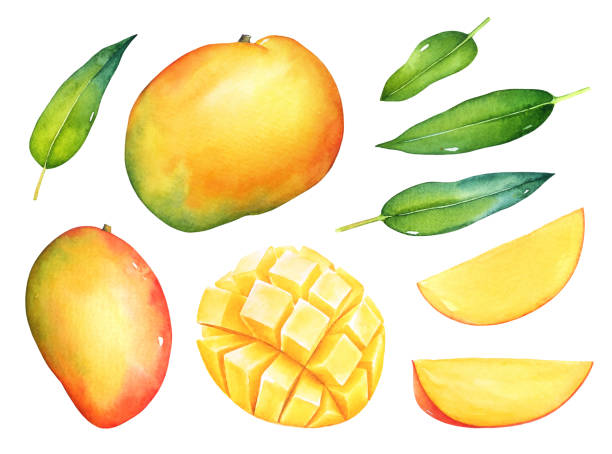 Watercolor set of mango fruits with green leaves Hand drawn watercolor set of mango fruits with green leaves isolated on white background. mango stock illustrations
