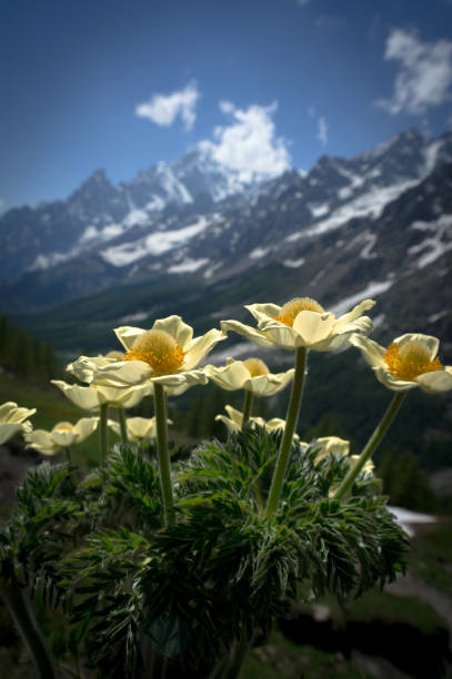 istock yellow flowers 971627546